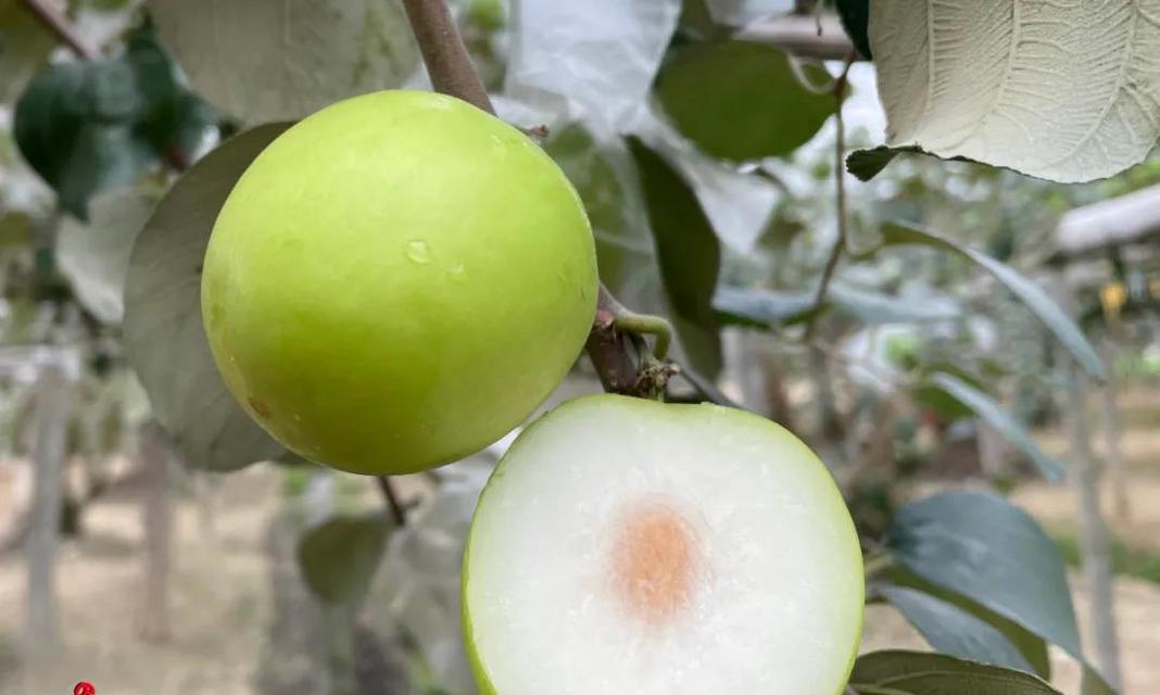 牛奶枣的成熟与上市时间（牛奶枣的采摘季节及上市区域分布）