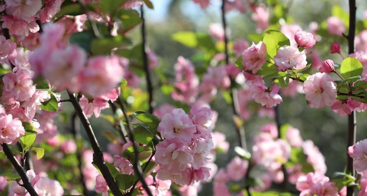 格里海棠花（探寻格里海棠花的传承与意义）