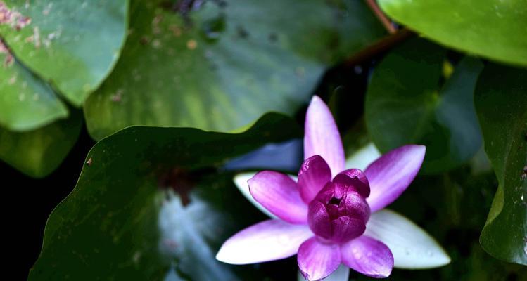 缤纷睡莲花语（揭示花海中的情感密码）