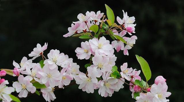 观叶海棠，春天的寓意（美丽的海棠花）