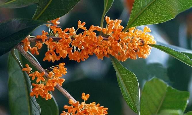 桂花花语，香醇情意（芳香四溢）