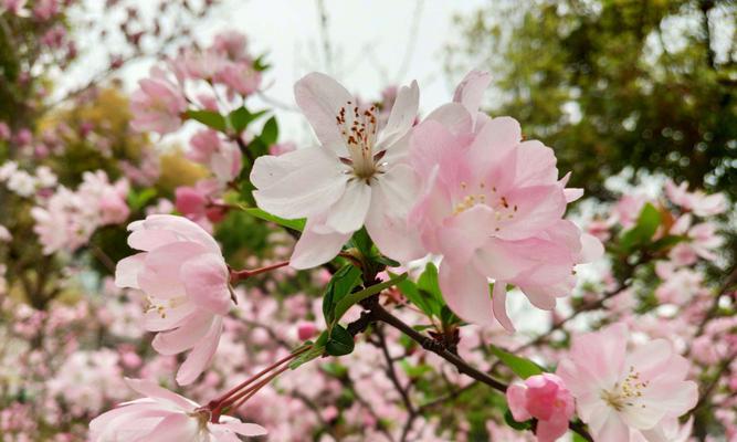 海棠花的美丽与意义（探寻海棠花的文化内涵与传承）