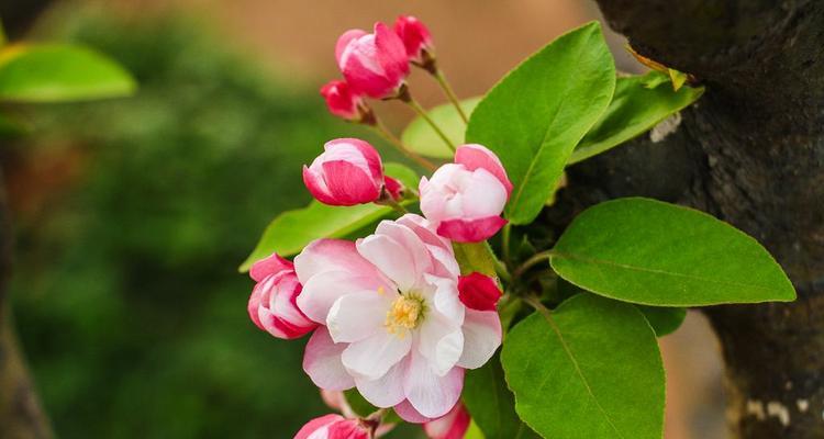 探寻海棠花的花语与魅力（海棠花的神秘花语与传承之谜）