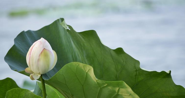 荷花的花语——寓意深远的花朵（承载着生命的美丽与坚强）