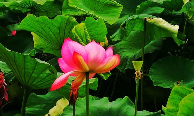 荷花与花语——寓意与生命的交融（探究荷花的象征意义和花语传达的深意）