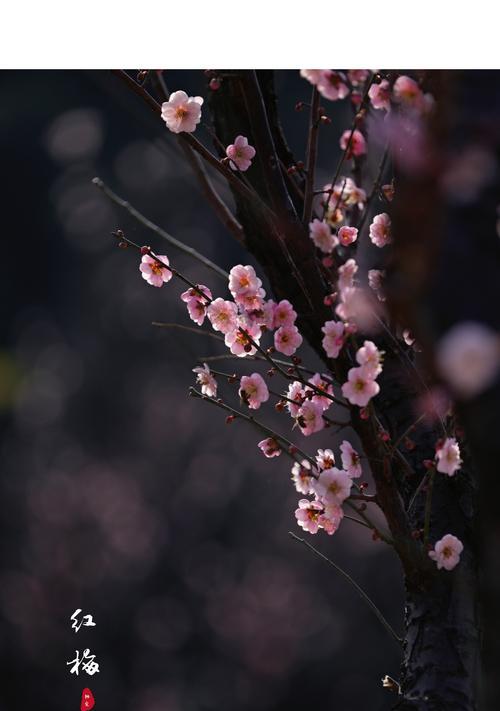 红梅花的花语与象征意义（探寻红梅花背后的深刻寓意）