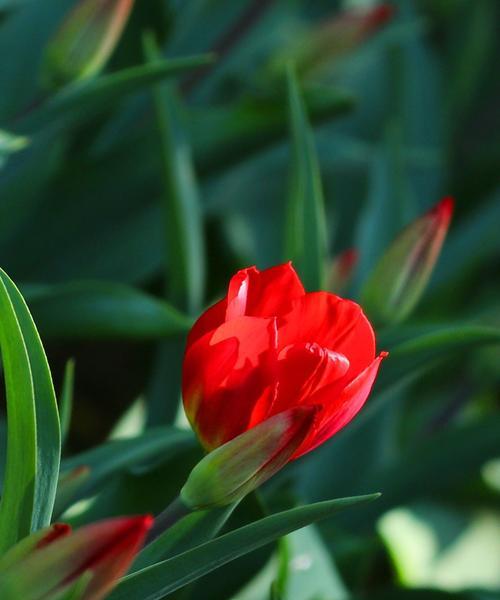 红黄郁金香花的象征意义与文化价值（红黄郁金香花的美丽与内涵）