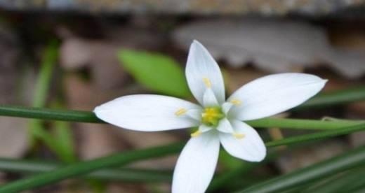 白花虎眼万年青（花开如虎眼）