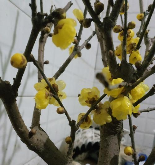 黄腊梅花的花语与美丽（传递生命力的花朵——黄腊梅花）