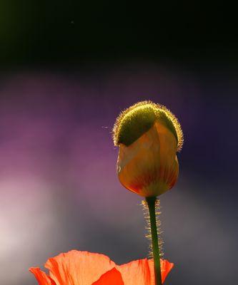 黄色虞美人花语的含义及象征（探寻黄色虞美人花背后的意义和传说）