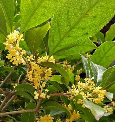 家里种桂花的寓意（桂花的象征意义及养护技巧）