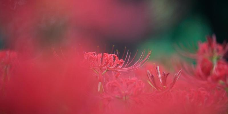 解读《九月桃花刀》的深意（揭示九月桃花刀背后的文化内涵）