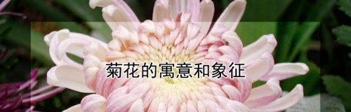 菊花的色彩与花语（花海中的五彩盛宴——探索菊花的多彩世界）