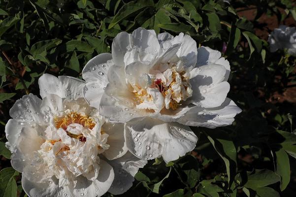 花开如龙舞，芳香绽放魅力（龙须牡丹花语解读及美丽之源探秘）