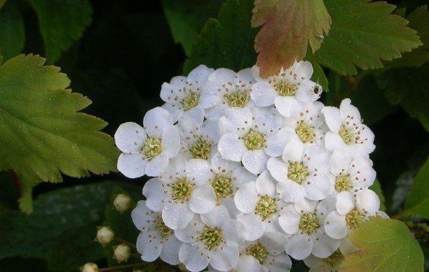 麻叶绣线菊花语——传递爱与美的花朵（花朵背后的情感与寓意）