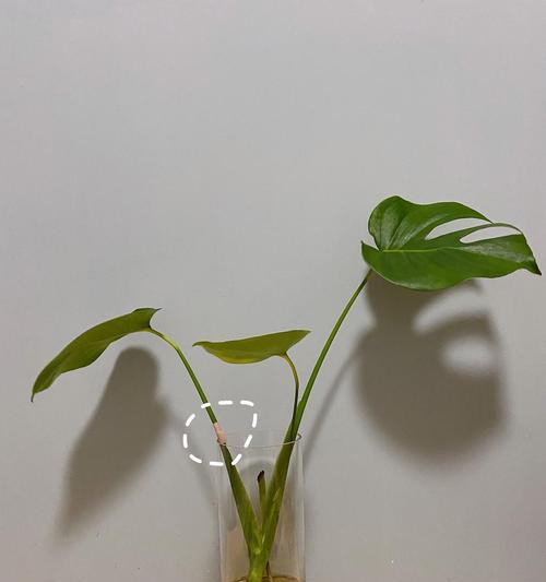 平安树的水培种植方法（简单易学）