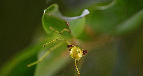 坡垒是裸子植物吗（探究坡垒的分类归属及其特征）