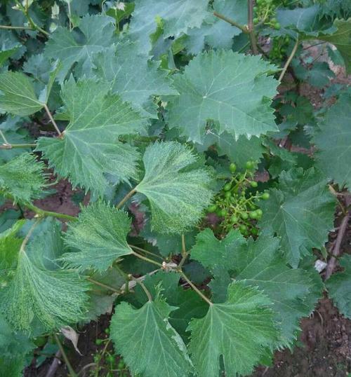 葡萄开花结果的时间（从开花到成熟）