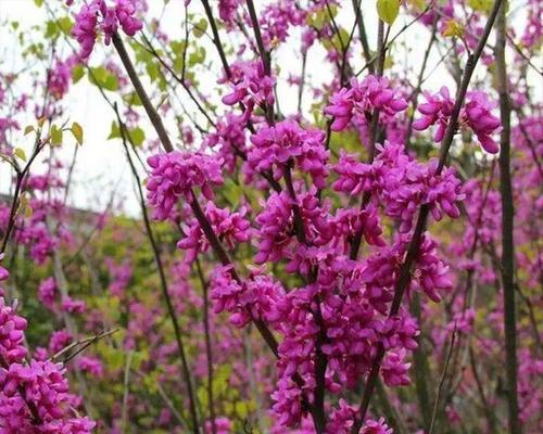 揭秘葡萄花的神秘色彩（探究葡萄花的颜色和特点）