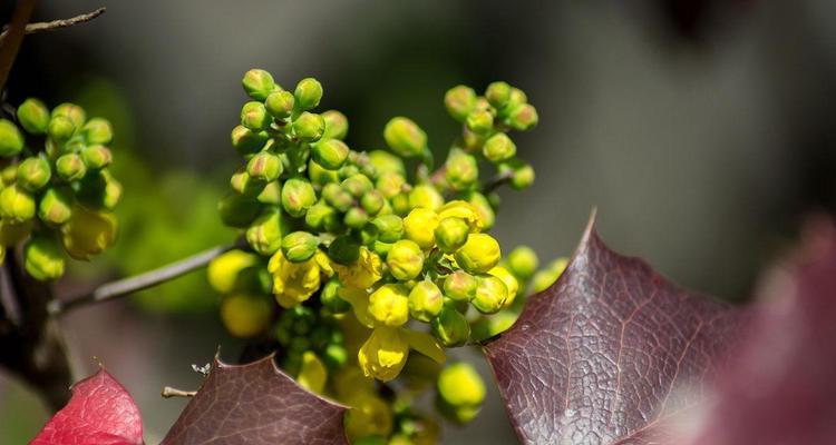 葡萄开花结果及生长周期（从开花到结果）