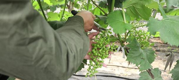 葡萄生长的季节变化（探究葡萄开花结果的时间规律）