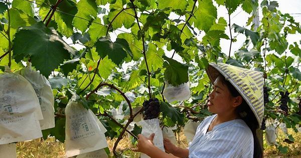 葡萄授粉的时间、方式及方法详解（掌握葡萄授粉的关键）