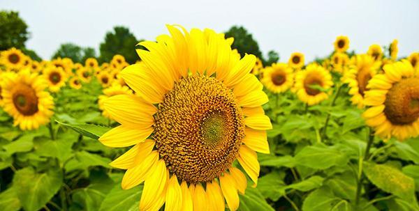 向日葵的真正花语（传递阳光与希望的花朵）