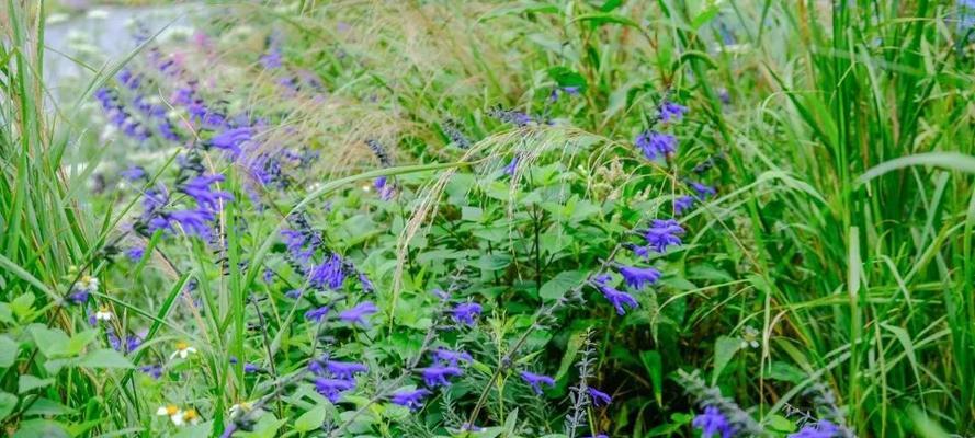 以笑靥花为主题的花语——传递笑脸与开朗的力量（开朗与笑脸）