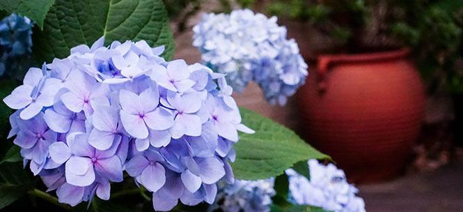 绣球花的花语和寓意（探索绣球花的花语及寓意）