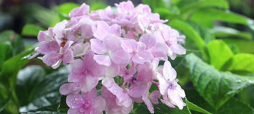 绣球花语——花开如锦，寓意美好（探究绣球花的象征意义和文化内涵）