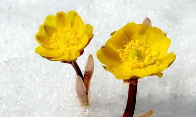 雪莲花的花语及寓意（探索雪莲花所传达的美丽与深意）