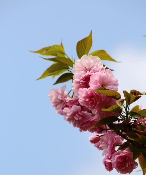 樱花的花语与寓意（探索樱花的神秘语言）