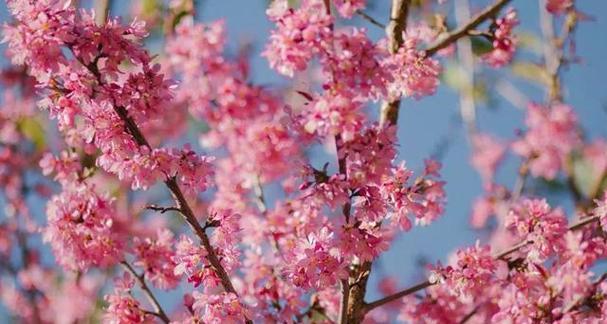 樱花花语（探索樱花花语的深层含义）