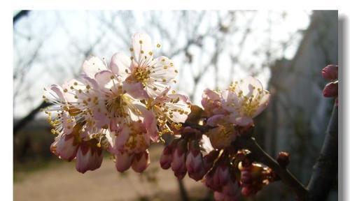 樱桃花之美——花开如梦，芬芳绵延（樱桃花的花语及其文化意义）