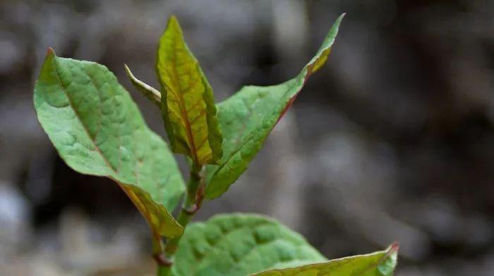 种植虎杖的最佳时间和方法（春季的虎杖种植）