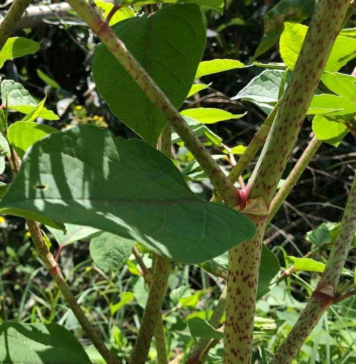 虎杖开花的美妙世界（探秘虎杖花开的时光）