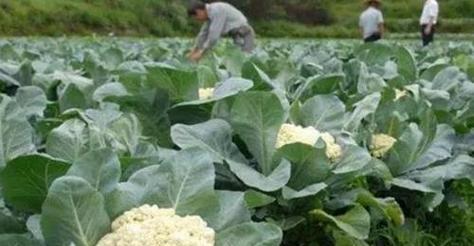 夏季花菜种植的时间和方法（种植技巧和注意事项）