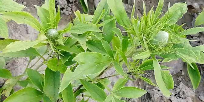 花草病虫害防治技术与方法措施（守护花草）