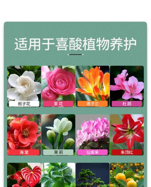 可乐浇花的好处与方法（花草可以浇可乐吗）