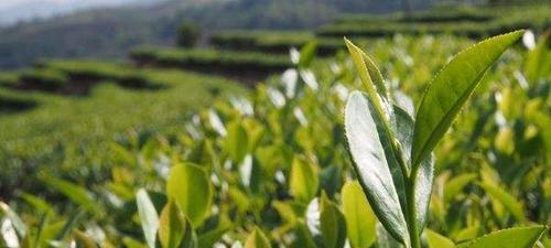 花茶产地揭秘（探访全球花茶的发源地及特色）