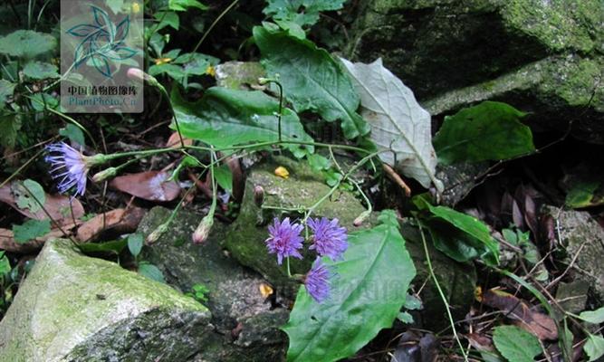 花环菊的生命周期及特点（探究多年生花卉的养护技巧）