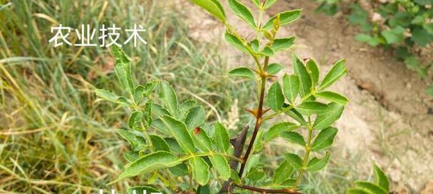 花椒的花期（揭开花椒花期的神秘面纱）