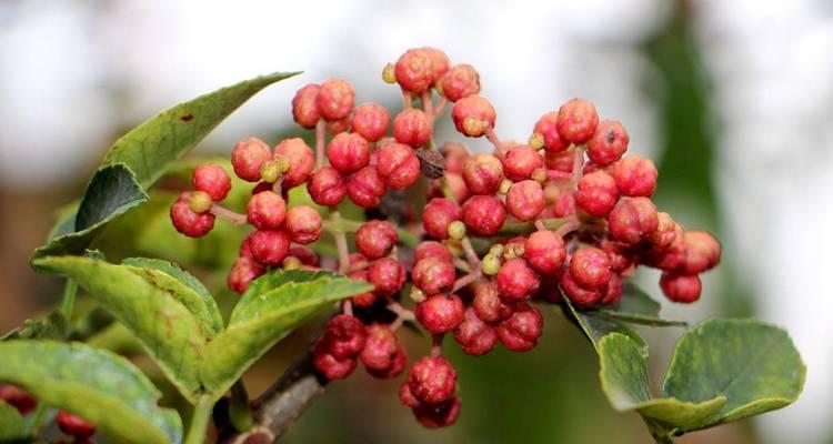 花椒几年结果实，究竟是怎样的（探究花椒树的年龄）