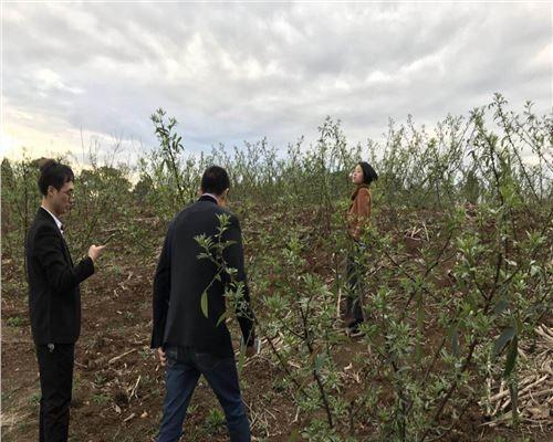 花椒林套种优势明显（探究花椒林套种实践的多种选择及效果评估）