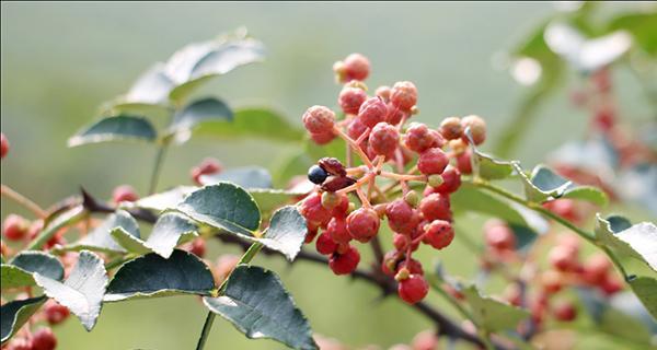 花椒成熟季节及采摘技巧（了解花椒的成熟季节）