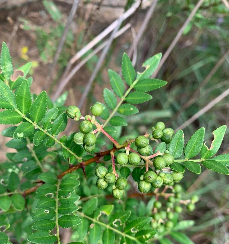 花椒的植物学特性（探讨花椒是否为木本植物）