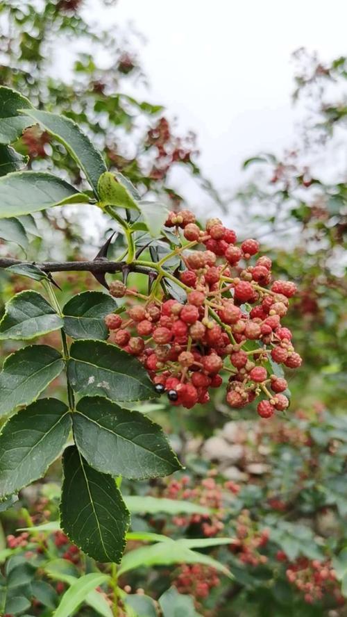 花椒树插枝，从根活到枝头（探究花椒树插枝繁殖的成功率及方法）