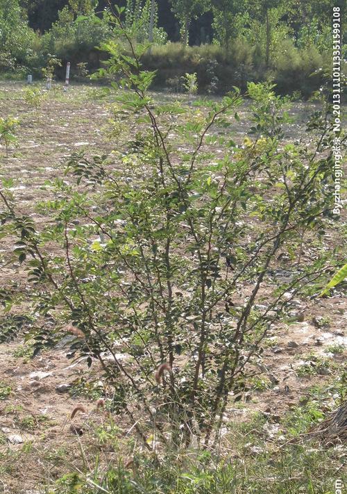 花椒树喜欢阳光，关注其生长需要（探究花椒树喜欢阳光的原因）