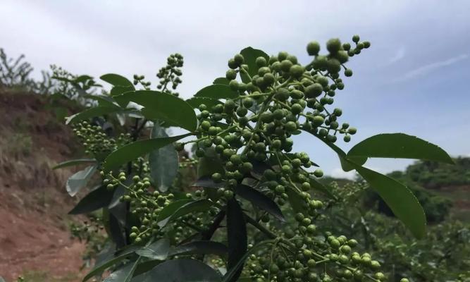 花椒的种植时间和生长周期（了解花椒种植的最佳时机和周期）