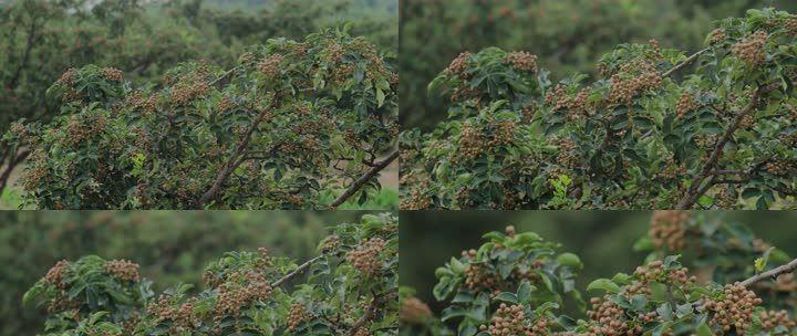 花椒种植条件与环境要求（打造适宜花椒生长的环境）